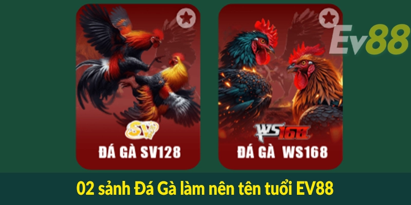 02 sảnh Đá Gà làm nên tên tuổi EV88