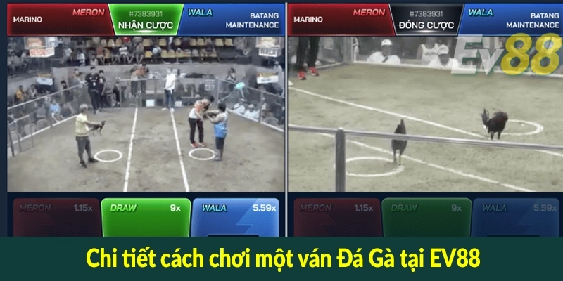 Chi tiết cách chơi một ván Đá Gà tại EV88