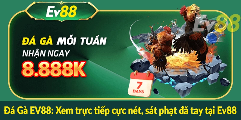 Đá Gà EV88 - Xem trực tiếp cực nét, sát phạt đã tay tại Ev88