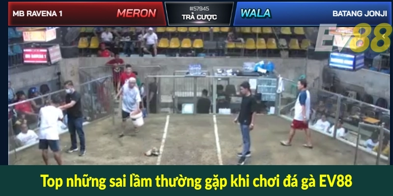 Top những sai lầm thường gặp khi chơi đá gà EV88