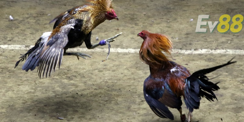 đá gà truyền thống